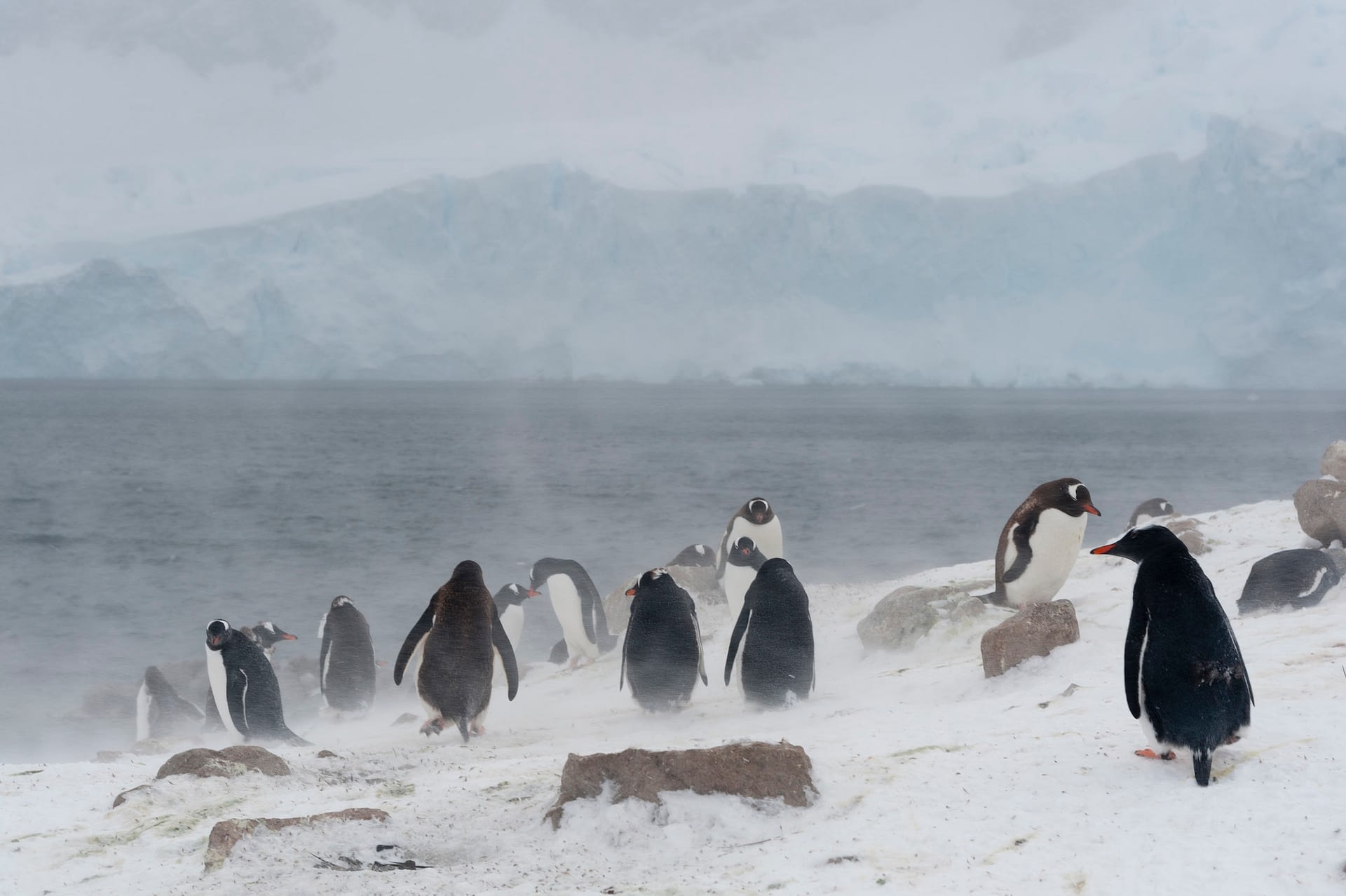 gentoo penguins pygoscelis papua neko harbour antarctica