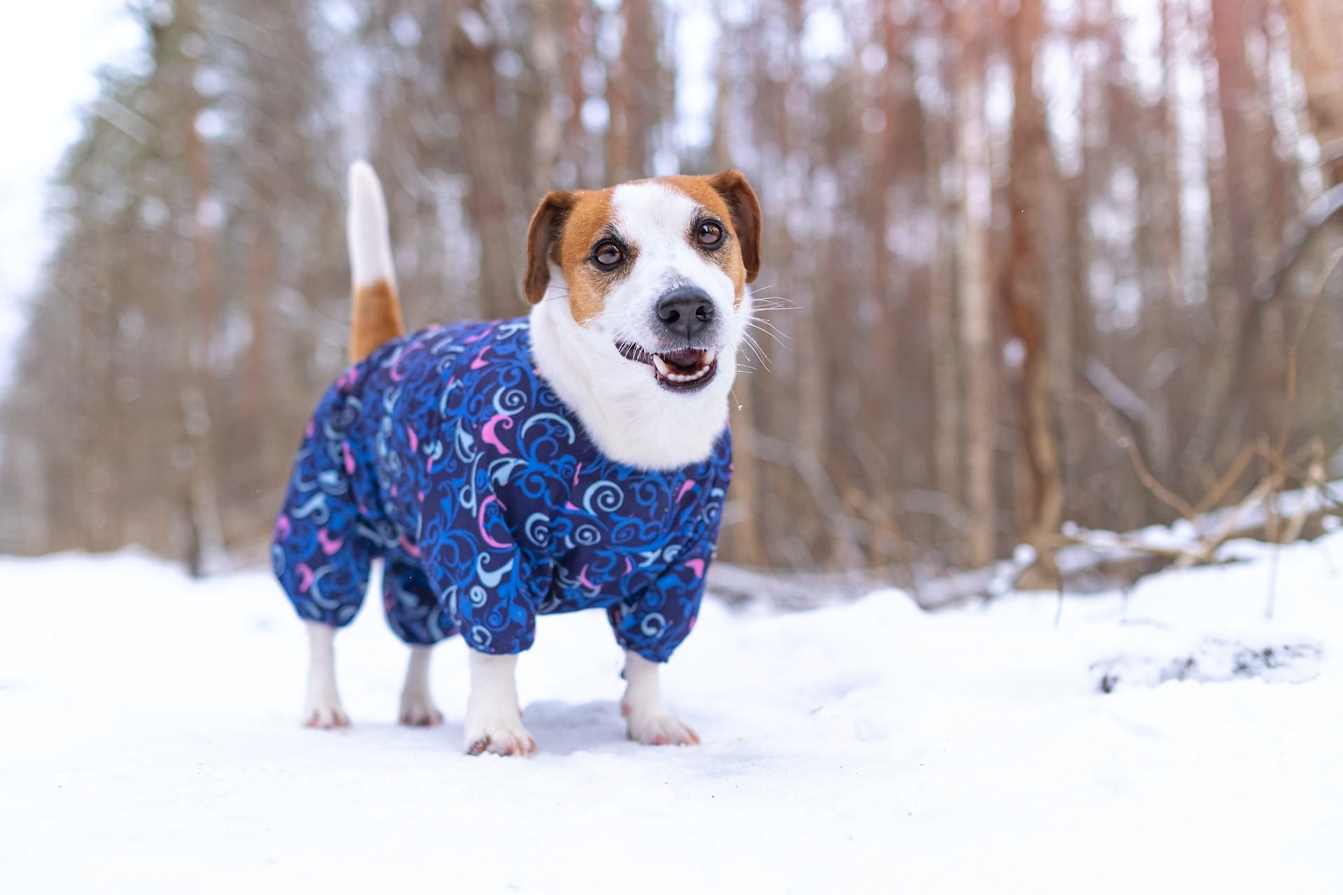 portrait of a funny jack russell terrier dog dressed in a suit clothes for pets