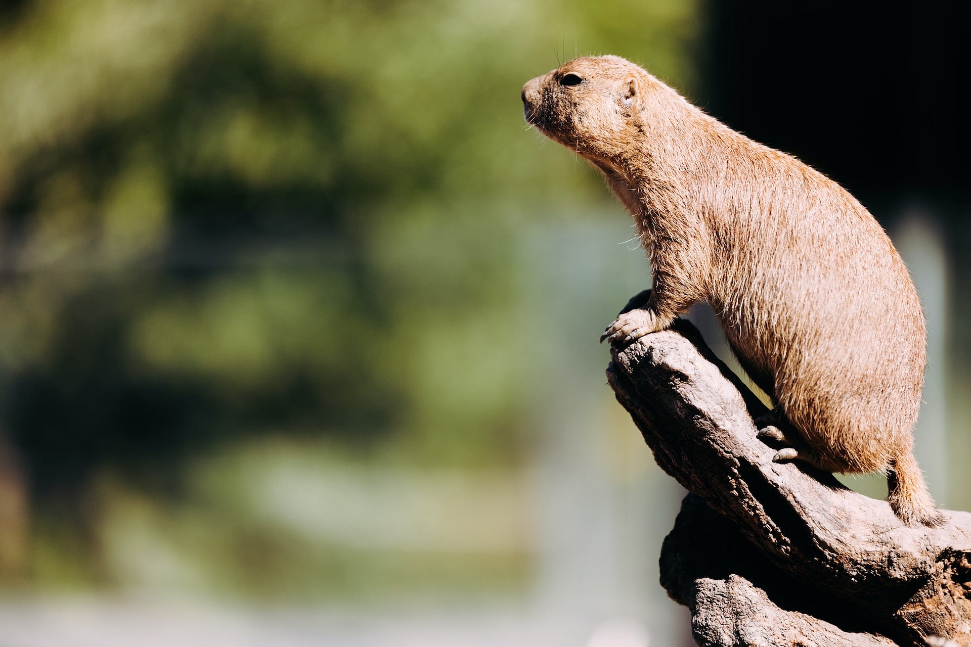 portrait of little marmot standing on tree in nature