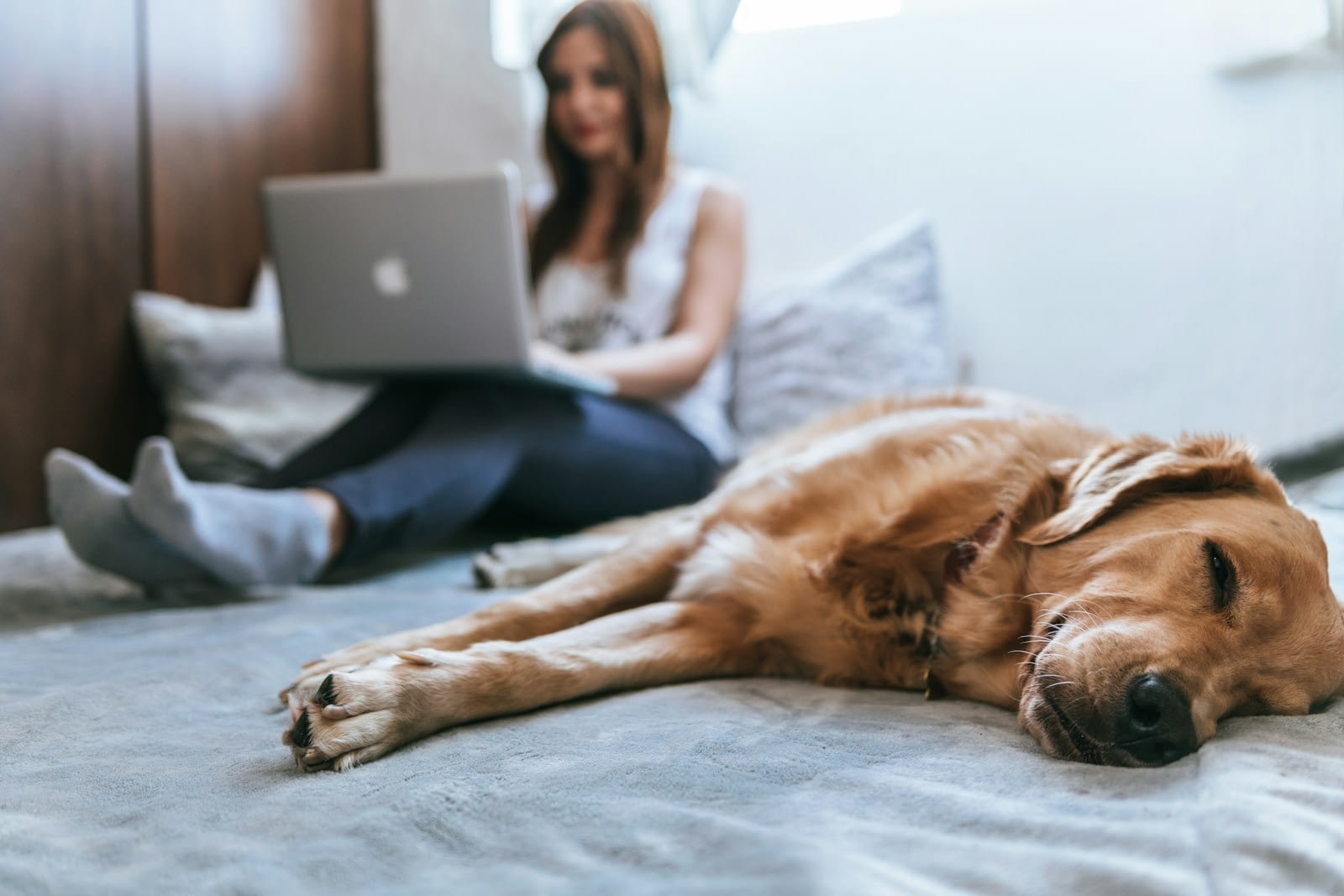 Golden Retriever lying on bed as girl working