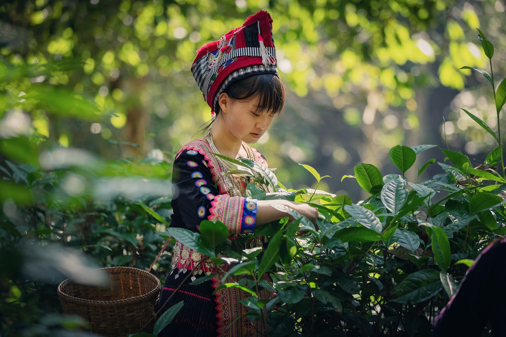 a young girl in national costume is collecting rich tea in the garden
