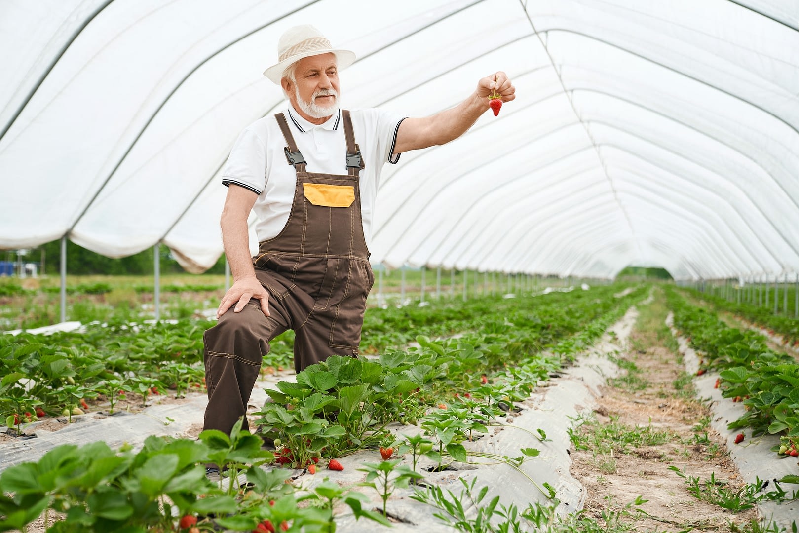 farmer admires ripe strawberries from the garden