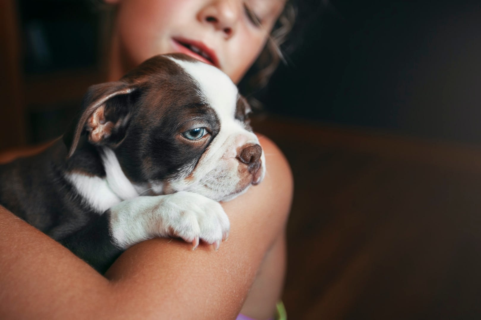 girl hugging boston terrier puppy