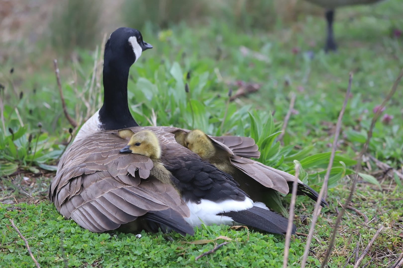 goslings under mother goose wings