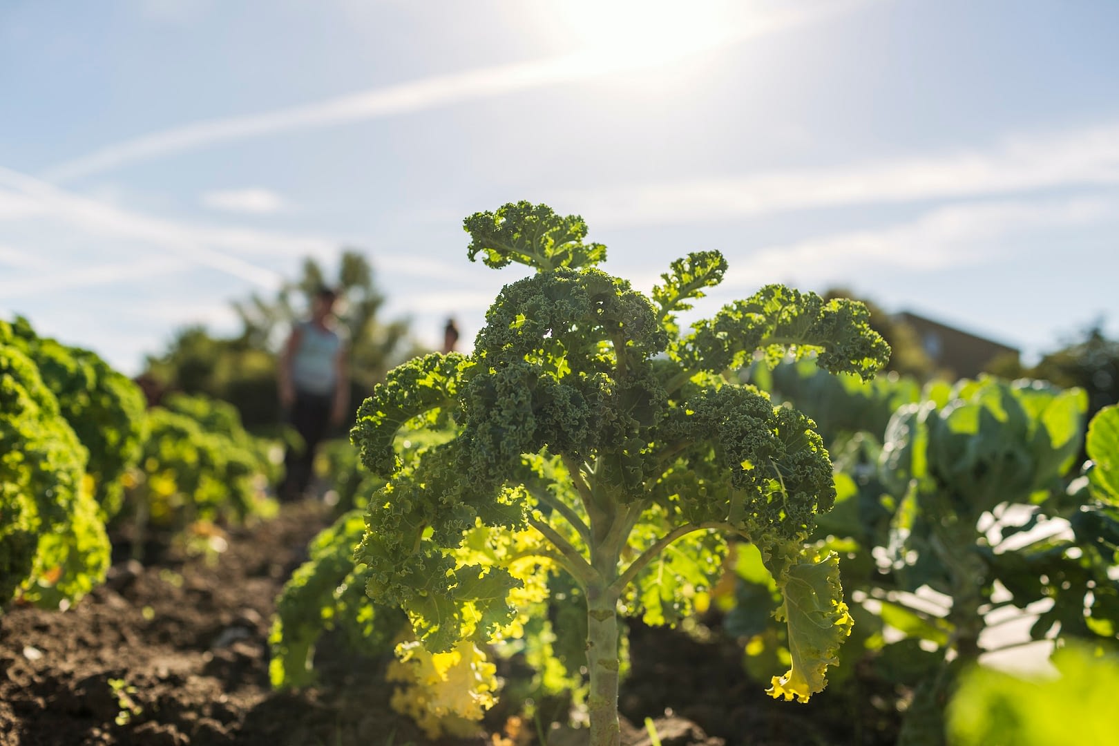 kale growing in field