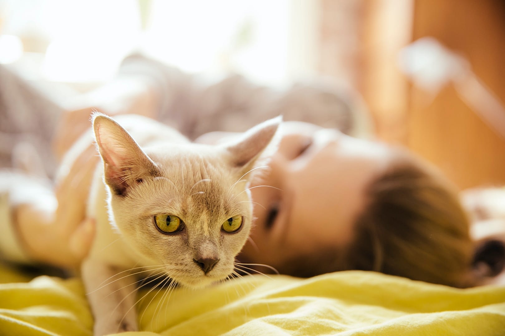 woman with burmese cat at home