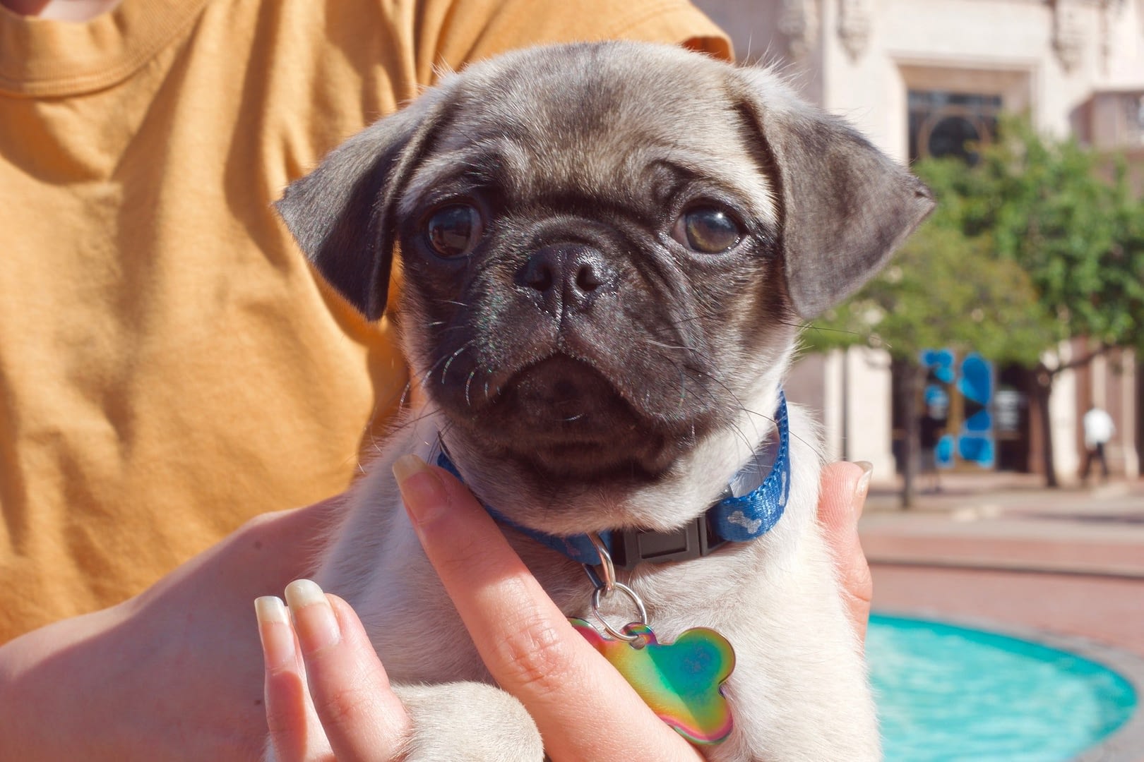 the cutest pug i ever met oliver he was like just born a couple weeks ago tonythetigersson