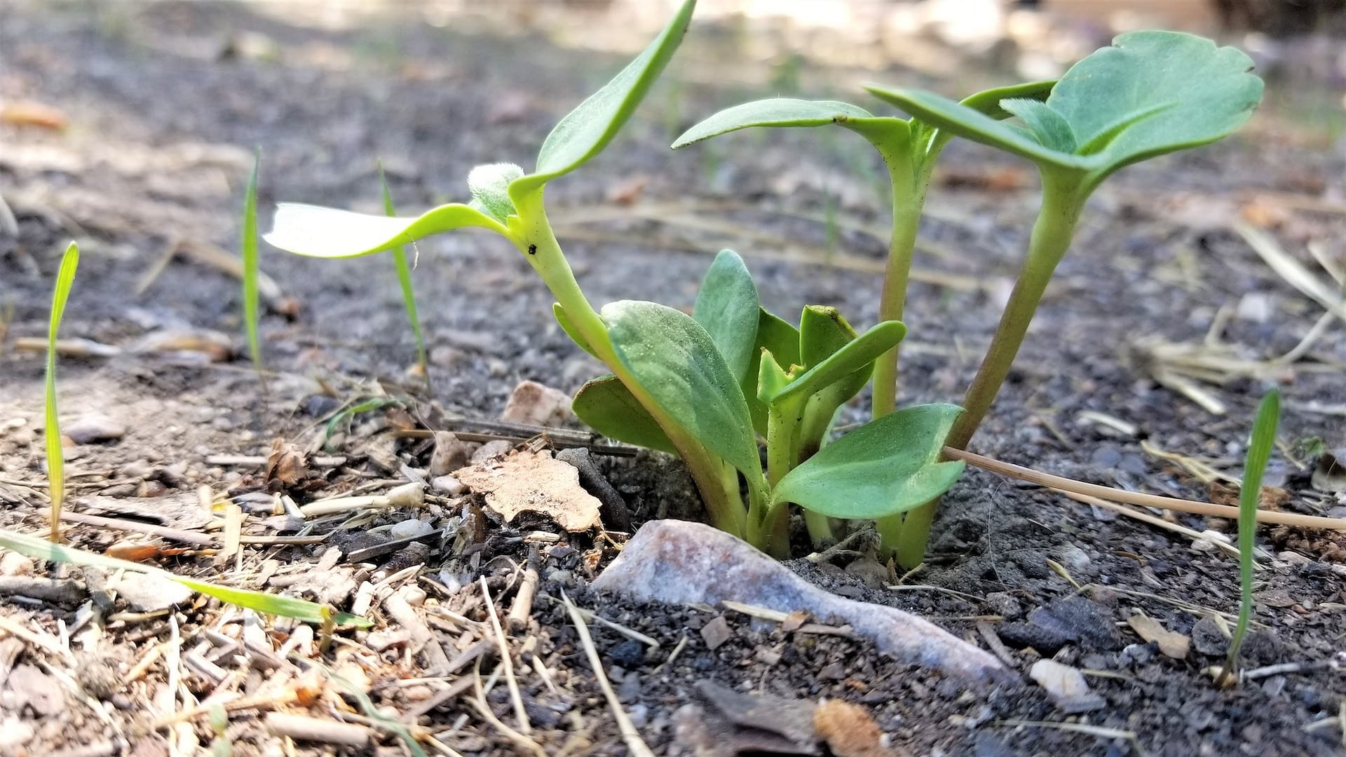 spring first day of spring spring seedlings peeking out new beginnings
