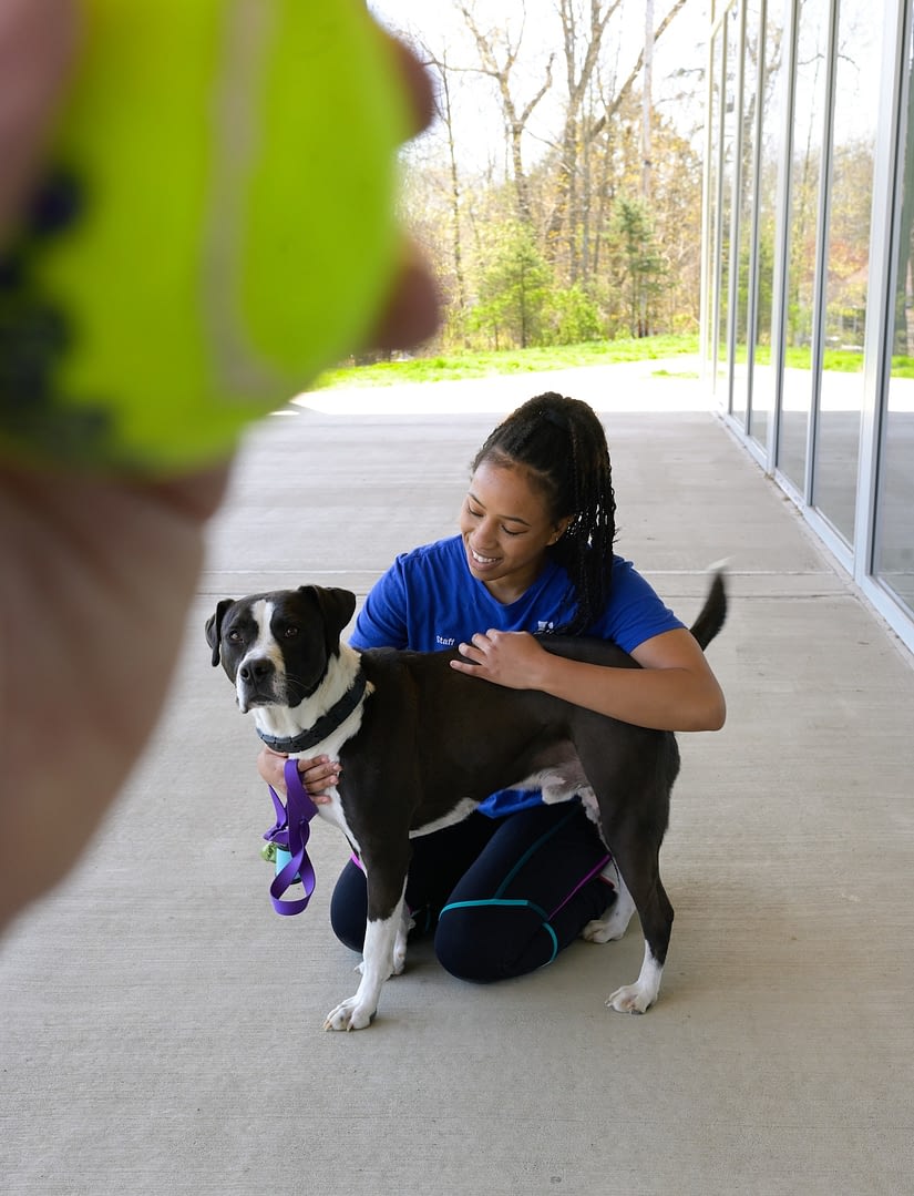 adopt a shelter pet pretty young woman with dog